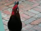 This guy is the resident rooster at a restaurant located right downtown in Key West