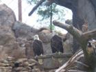 Bald Eagles at the Memphis Zoo.