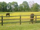 From sidewalk communities to sprawling landscapes, La Vergne offers a lot of living options.