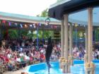 Sealions at ST. Louis Zoo