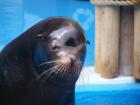 A face only a mother could love ( Alex @ St. Louis Zoo