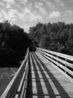Weedon Island nature trail.