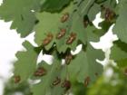 Cicadas invade Lake Ellyn Trees - a once in 17 year occurrence  