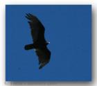 Hawk on Spring Day Outside of La Pine, OR