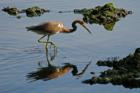 A heron grazing off the shores of Palm Bay in the river.
      
      Taken by http://www.flickr.com/photos/mastersja and used with permission