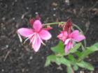 Despite the short growing season in Minneapolis, the gardens do bloom!