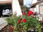 Beautiful flowers grow in the desert too!  My rose garden.  Henderson, NV