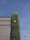 It's early summer here in Tucson, AZ.  This is a Saguaro in bloom.  Saguaros get their first arms at about 75 years old, so this cactus is a youth.