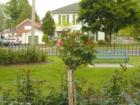 Rose Tree in Corby Rose Garden