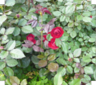 The Roses are starting to bloom at Corby Park