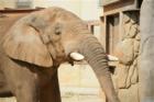 http://www.knoxville-zoo.org/ Tonka the elephant is only one of hundreds of animals at the Knoxville zoo. Pay her and her animal friends a visit soon.