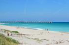 There is plenty to catch at the Juno Beach pier.  Photo taken and provided by Richard Price of New Vista Inc. (http://www.newvistainc.com)
