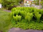 Ferns At Corby Park