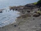 Beach on Lummi