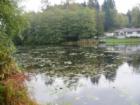Morning view of the lake at Glenhaven