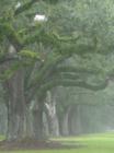 Boone Hall in Fog