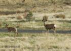 Central Oregon Mule Deer