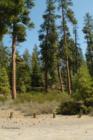 Ponderosa Pine Trees