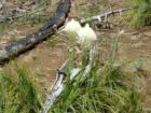 wild flower in Taylor burn