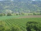 This is a picture from one of my listings I sold a few years ago in the Capay Valley.  I only live a few miles from here.  What a view!