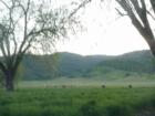 This is a picture in the spring of my backyard located in Brooks, CA in the Capay Valley.  