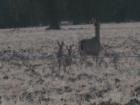 I took this picture on 6/2/2007.  A Doe with her twin fawns walking down my road in Brooks.