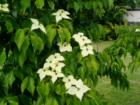 White dogwood, in all of its splendor, in the backyard of a Cornwall park neighborhood home