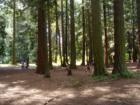 Cornwall park, old growth trees and hiking trails