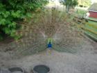Hovander Park