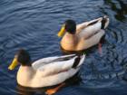 Ducks at lake padden