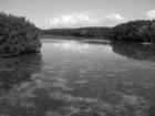 Weddon Island Black & White