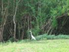 Safety Harbor mangrove along the intercoastal attract a variety of birds and wildlife.