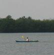 Enjoy Kayaking in the calm waters of Tampa Bay along Bayshore Drive in Safety Harbor 