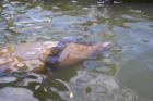 THis is a picture of a manatee swiming just off the dock of a home in Cape Coral Florida! Who says you have to go to Sea world!