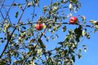 Whidbey farm October