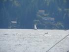 Lake whatcom