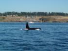 Orcas, puget sound