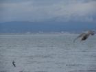 Lummi island bay views of bellingham 