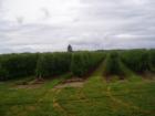 Whatcom County has some of the most abundant raspberry crops in the world. These are near Ferndale.