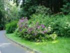 Cornwall Park in bloom