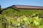 Napa Vineyard
