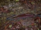 This picture of a Salmon was taken on Bunk Foss Rd in Snohomish. When the Salmon come you can walk along the road and see them in inches of water struggling to get upstream. Bring the kids!