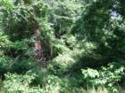 Lake Grubb Nature Park and walking trail.  Photo by Brian Schulman