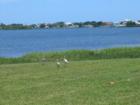 Lots of birds visit the natural grounds of Randolph Farms - the shade of the trees and the tranquility of the water view - a truly special place