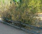 Oleander was hit hard by the winter. Many plants show signs of winter burn.