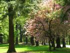 Dogwood in Bloom on the Top of Mt. Tabor in Portland Oregon