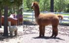 These are Alpacas at Alpacas in the Forest at the intersection of Hardin Road and Black Forest Road in Black Forest, Colorado.