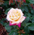An inhabitant of the Cornwall Rose Garden