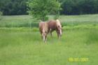 Hollis  -- Meet Walnut and Cocao 
      (c) Joan Whitebook