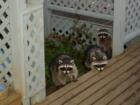 The coast is clear, and the outdoor cat has been fed, so these Cornwall Park neighborhood prowlers are on the prowl
